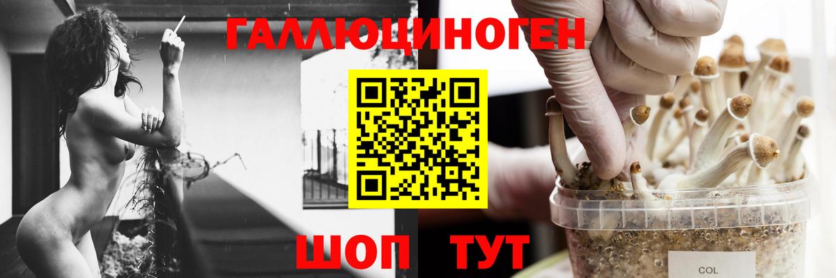 Псилоцибиновые грибы Psilocybe  Вход с VPN  Чапаевск 